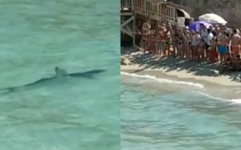 Tourists Evacuate Spanish Beach After Shark Sighting
