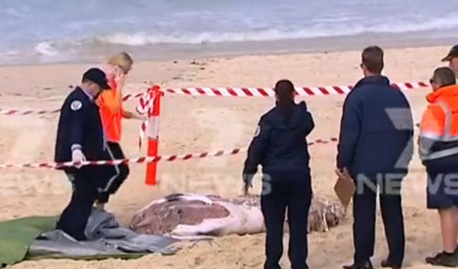 Australia: Bondi Beach Closed Due to Shark-Bitten Whale Carcass