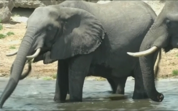 87 Elephants Found Slaughtered in Botswana, Africa