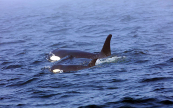 Experts Prepare Plan to Capture Ill Orca as Last Alternative