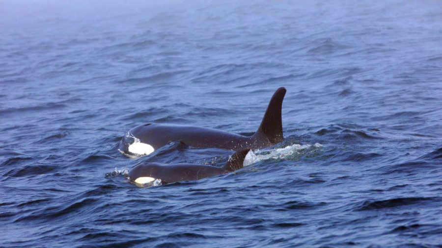 Experts Prepare Plan to Capture Ill Orca as Last Alternative