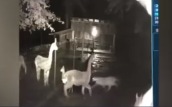 Brave Alpaca Mom Stops Cougar Attack on Washington Farm: Video