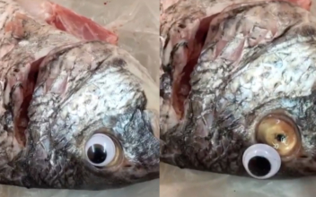 Googly Eyes Fail to Make Fish Fresher as Shop Shut Down