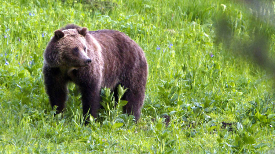 Montana Teenager Attacked by Bear Fights Back With Spray