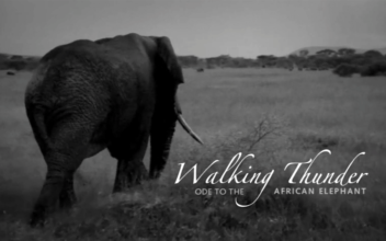 Documentary Captures the Magic and Majesty of the African Elephant