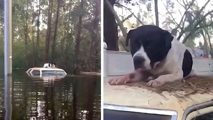 Animal Rescuer Braves North Carolina Floods to Save Stranded Dogs | NTD