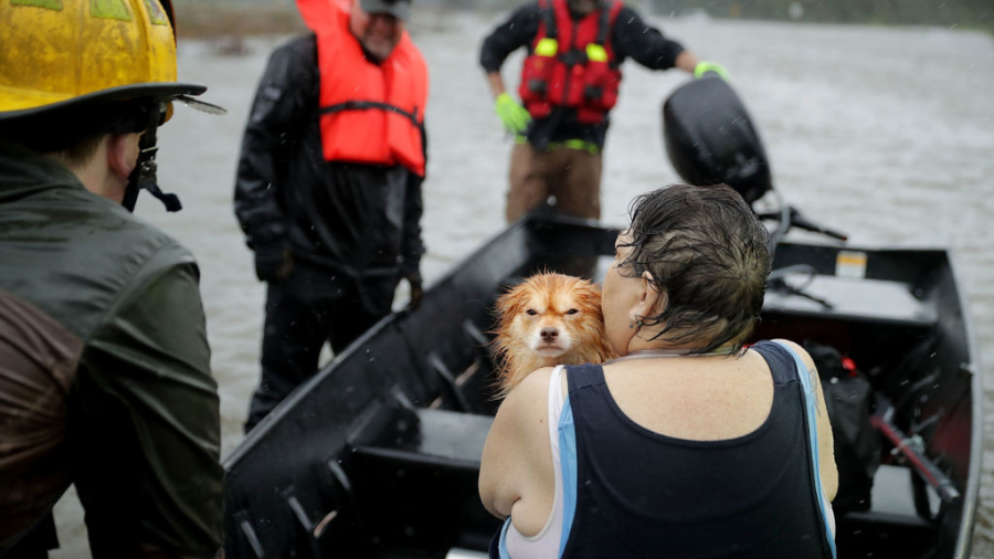 Animal Rescuer Arrested for Allegedly Medicating, Sheltering Hurricane Pets Without Permit
