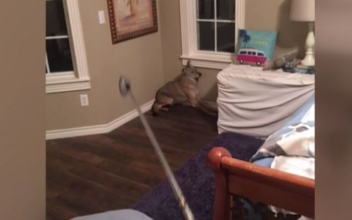 Oklahoma Woman Wakes up, Turns on Light, Sees Coyote in Bedroom