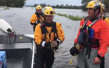 Video: Rescuers Save Rabbit Left Stranded by Hurricane Florence