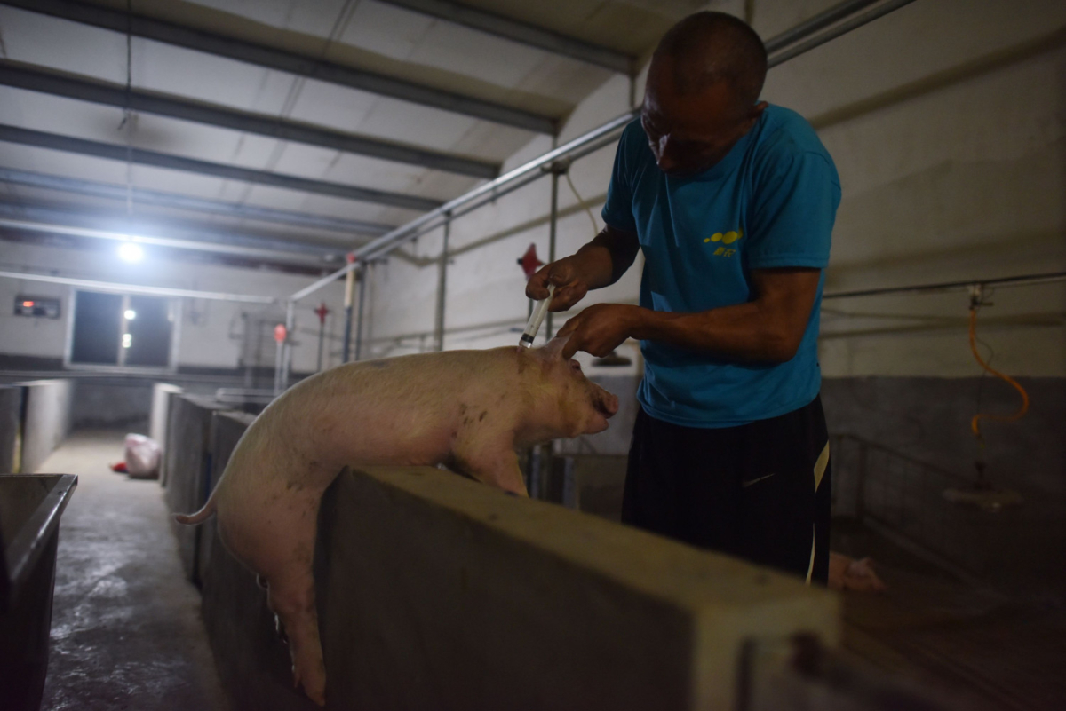 This photo taken on shows a worker vaccinates a pig at a pig farm in Yiyang county, in China's central Henan Province on Aug. 10, 2018. (GREG BAKER/AFP/Getty Images)