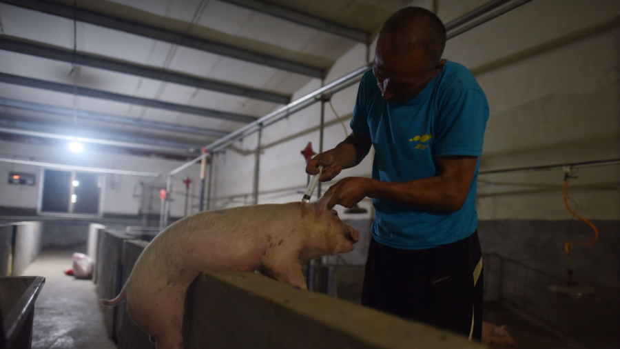 China’s Soybean Shortage May Leave Millions of Pigs to Go Hungry
