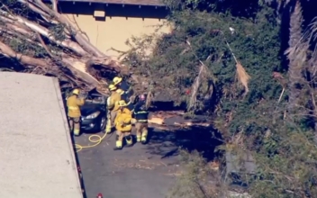 California Woman Dies After Her Car Was Hit by a Falling Tree