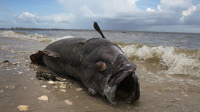 A Goliath grouper rots on the beach near the Sanibel causeway after dying in a red tide in Sanibel, Fla., on Aug. 1, 2018. (Joe Raedle/Getty Images)