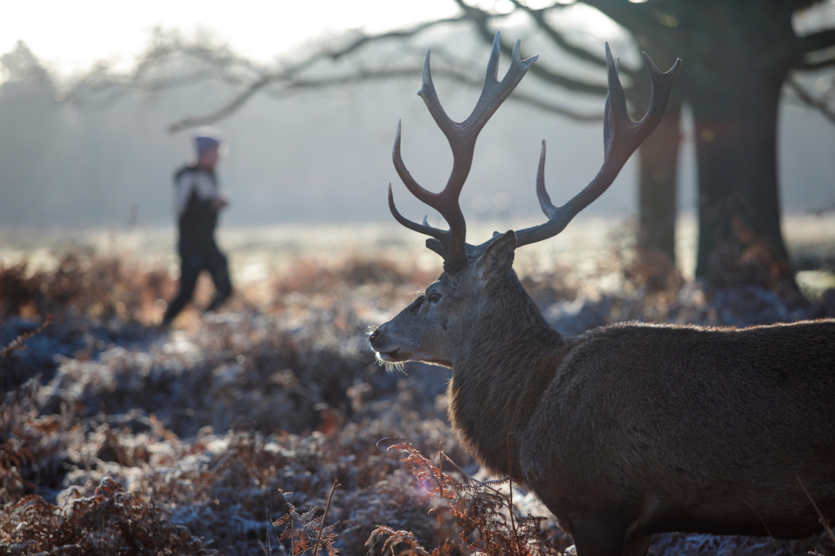 A deer stands among the bracken as a jogger runs past on Richmond Park, London on Dec. 28, 2017. (Jack Taylor/Getty Images)