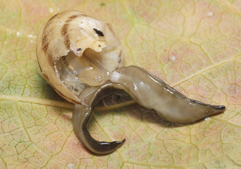 Flatworm preying on a snail