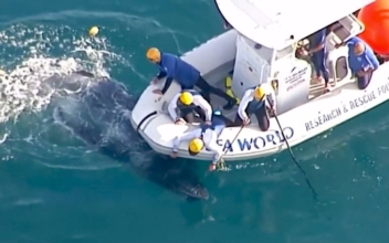 Whale Calf Rescued From Shark Nets Off the Coast of Australia