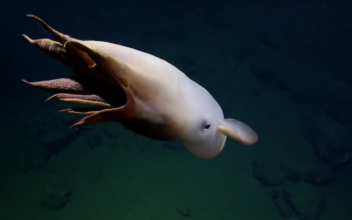 Ghostly Dumbo Octopus Video Footage Captured During Deep-Sea Mission