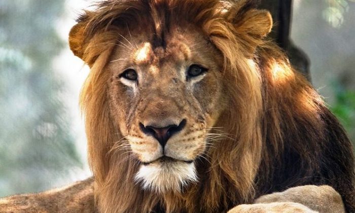 Report: Witness Says Gate Blocked When Lion Killed Intern