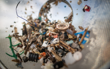 Microplastics Found in Human Feces for the First Time