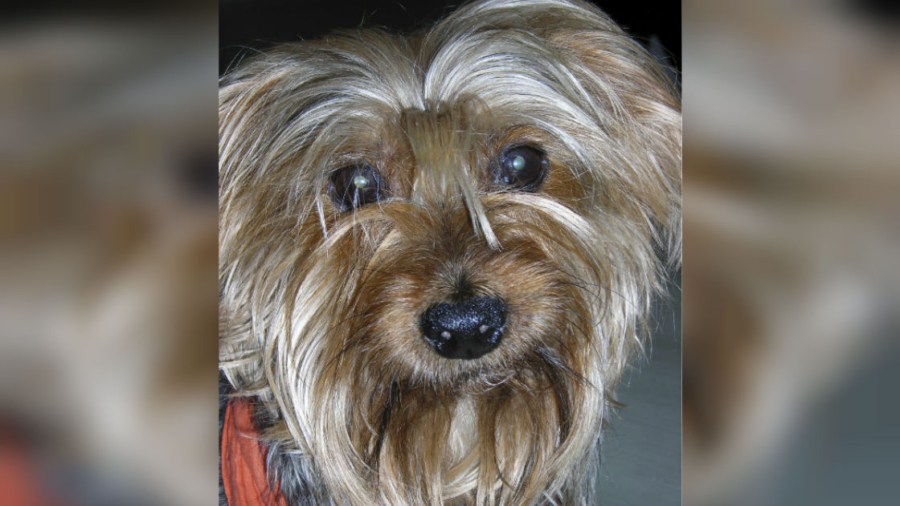 19-Year-Old Yorkshire Terrier Retires From ‘The Nutcracker’