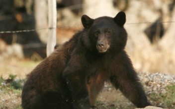 Pennsylvania Woman in Critical Condition After Being Attacked by Bear