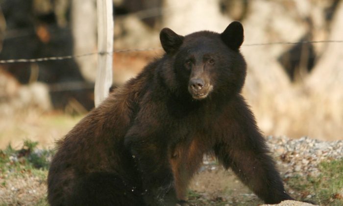 New Jersey Homeowner Finds 2 Bears Battling in His Yard