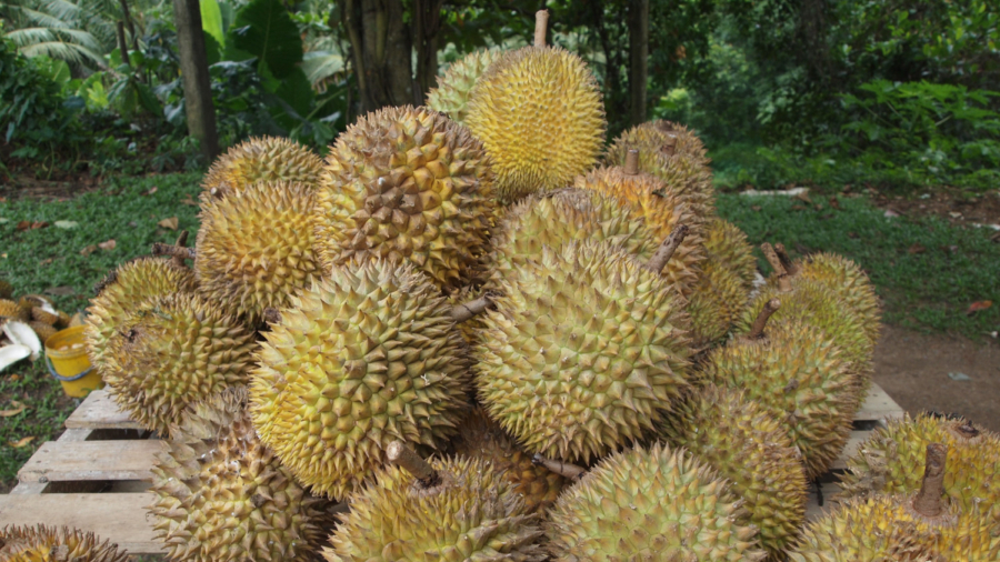 Durian Fruit Stink Prompts University Evacuation