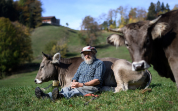 Swiss Voters Say ‘No’ to Ending Cow Horn Removal