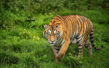 Villagers in India Kill Man-Eating Tiger—With Tractor