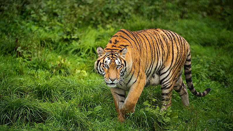 Villagers in India Kill Man-Eating Tiger—With Tractor