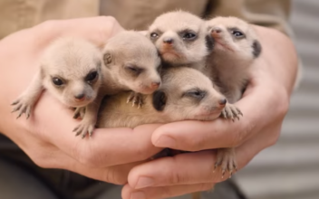 Cute Baby Animals Born at Australian Wildlife Park