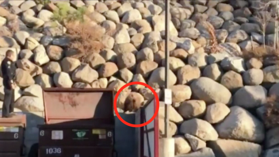 Police Officer Rescues Bear Cub Trapped in Dumpster NTD