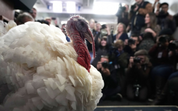 Turkeys Visit White House Briefing Room