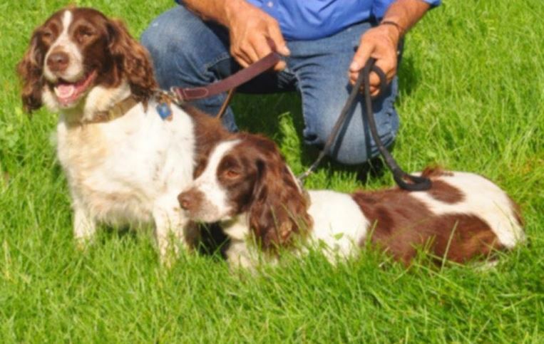 Two of the animals subject to animal cruelty from an unknown person or persons, authorities said. (FBI)