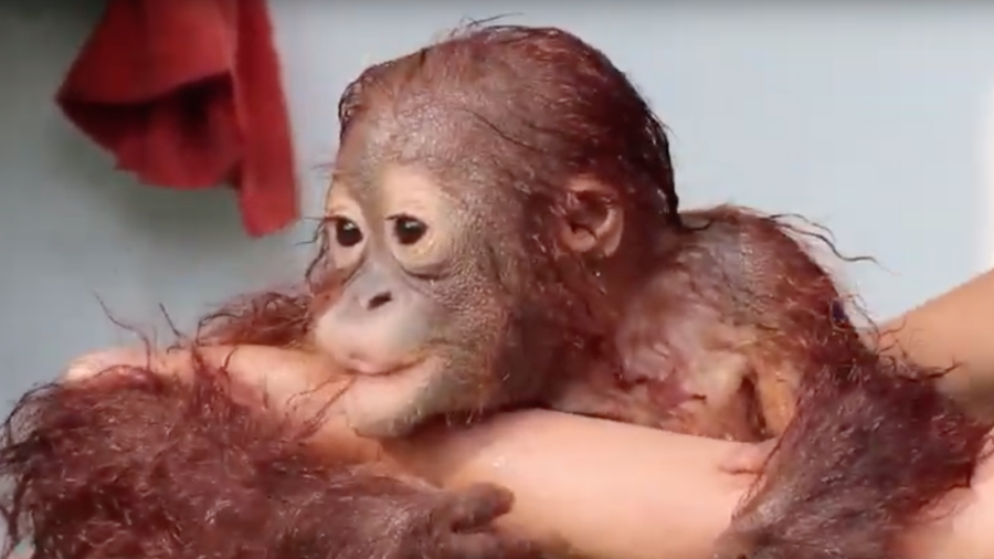 Baby Orangutan Enjoys Bath After Long Day In Jungle School