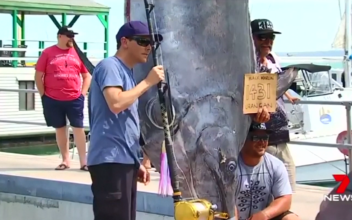 Massive Black Marlin Caught Off Australia Coast