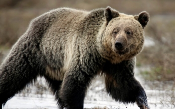 Grizzly Bear Kills French-Canadian Man Gathering Nature Sounds in Northwest Territories