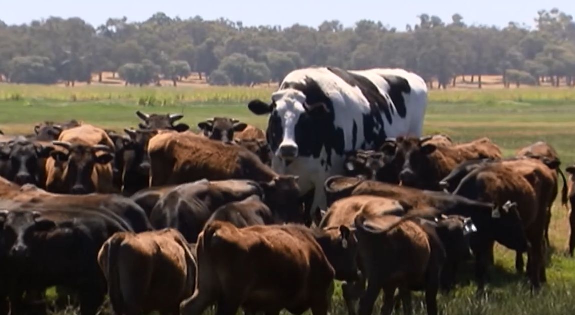 Farmer Reveals Large Appetite of Giant ‘Knickers’ the Cow NTD