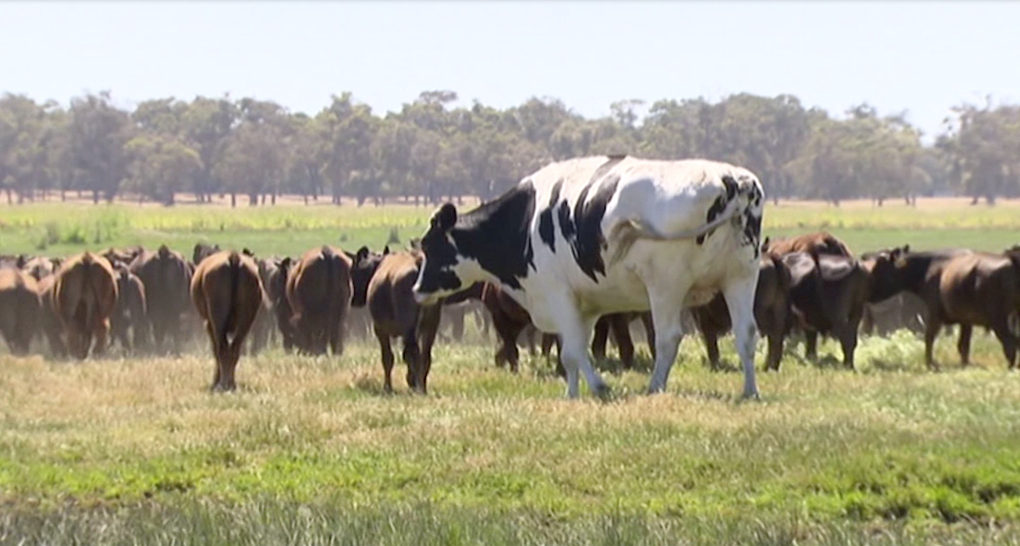 Knickers with the rest of the herd. (via CNN video)