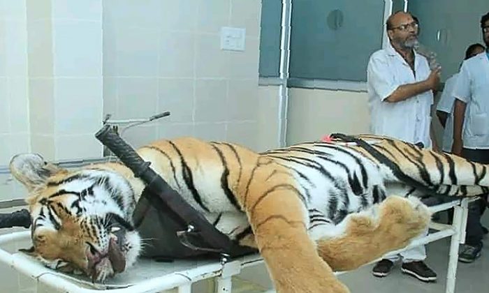 Gorewada Rescue Centre personnel near the body of the man-eating tigress T-1 at a postmortem room at Gorewada Rescue Centre in Nagpur, on Nov. 3, 2018. (AFP/Getty Images)