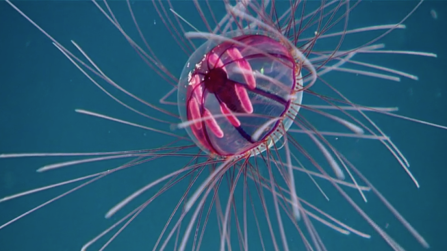 video poster