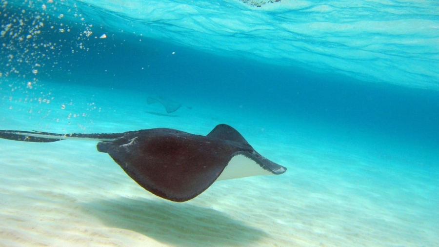 Swimmer in Australia Dies After Being Stung by Stingray
