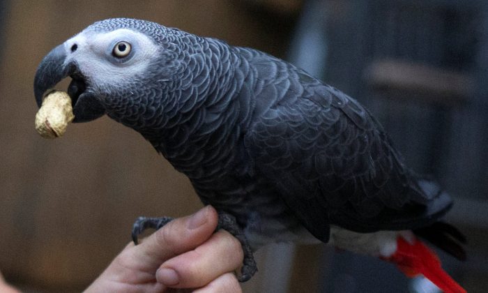 Parrot Uses Amazon Alexa to Order Items While Owner Is Away