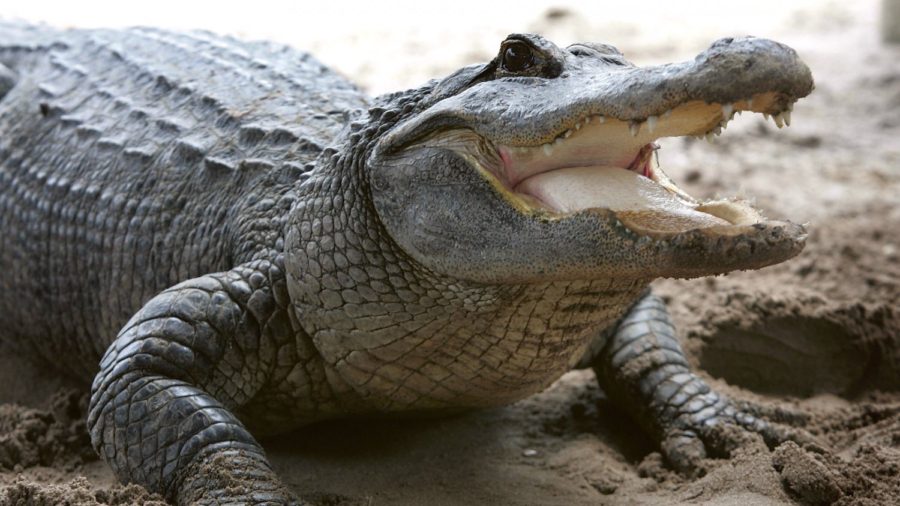 Massive 12-Foot 500-Pound Alligator Captured Alive in Florida