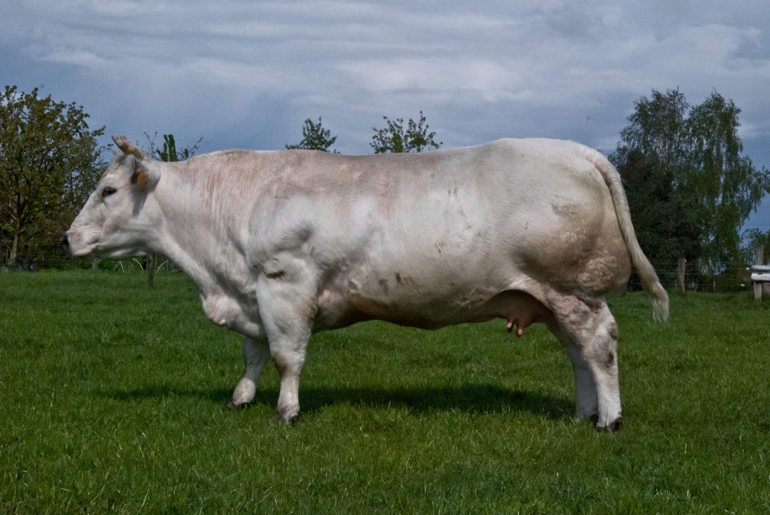 A Belgian Blue cow photographed on May 1, 2008 (Stoolhog/Wikimedia/Creative Commons Attribution-Share Alike 3.0)