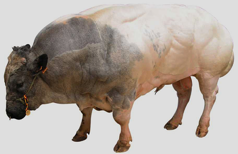 A mighty muscle-bound Belgian Blue bull (Roby/ fr.wikipedia/ CC BY-SA 3.0)