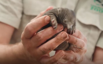 Echidna Puggles Are Ready to Steal Hearts at Taronga Zoo