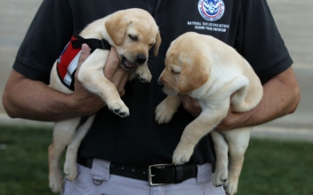 TSA Moves to Floppy Eared Dogs to Have Friendlier Presence