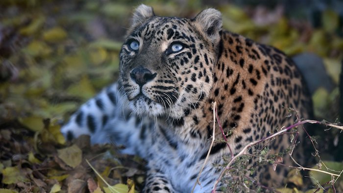 Leopard Kills Meditating Monk in India