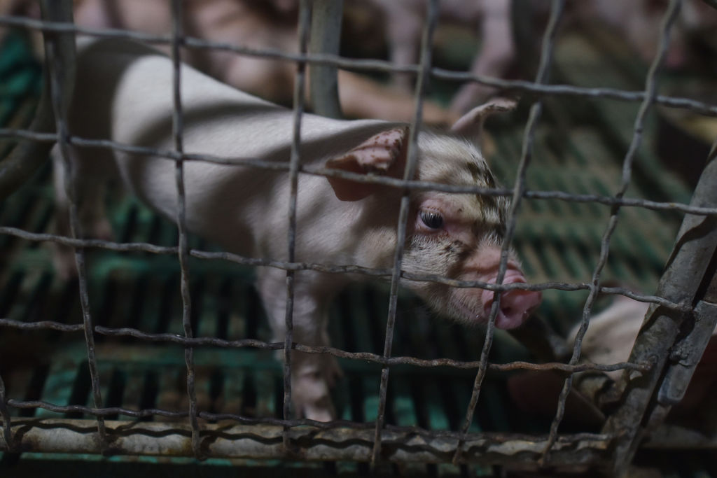 This photo taken on Aug. 10, 2018 shows a piglet standing in a pen at a pig farm in Yiyang county, in China's central Henan province. (GREG BAKER/AFP/Getty Images)